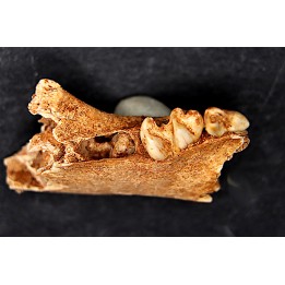 KANGAROO jaw: Macropus cf. rufogriseus - Pléistocène - AUSTRALIE