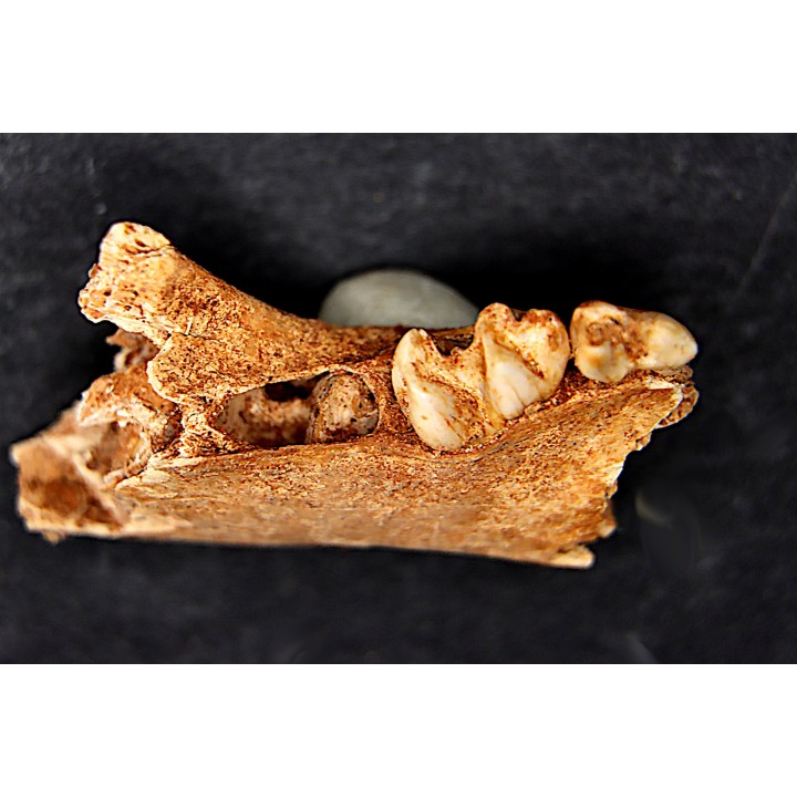 KANGAROO jaw: Macropus cf. rufogriseus - Pleistocene - AUSTRALIA