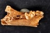 KANGAROO jaw: Macropus cf. rufogriseus - Pleistocene - AUSTRALIA