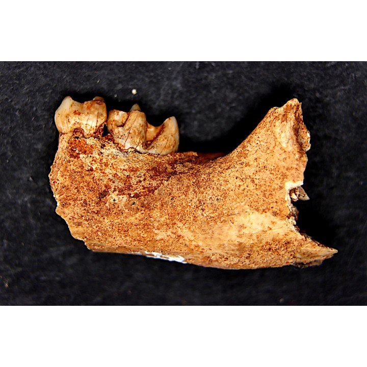 KANGAROO jaw: Macropus cf. rufogriseus - Pleistocene - AUSTRALIA