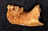 KANGAROO jaw: Macropus cf. rufogriseus - Pléistocène - AUSTRALIE