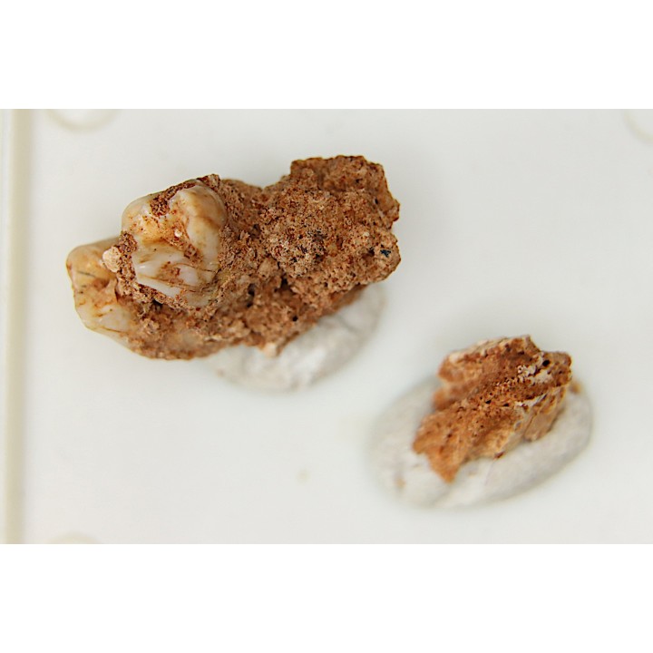 KANGAROO jaw: Macropus giganteus - Pleistocene - AUSTRALIA