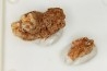 KANGAROO jaw: Macropus giganteus - Pleistocene - AUSTRALIA