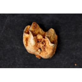 KANGAROO jaw: Macropus giganteus - Pléistocène - AUSTRALIE