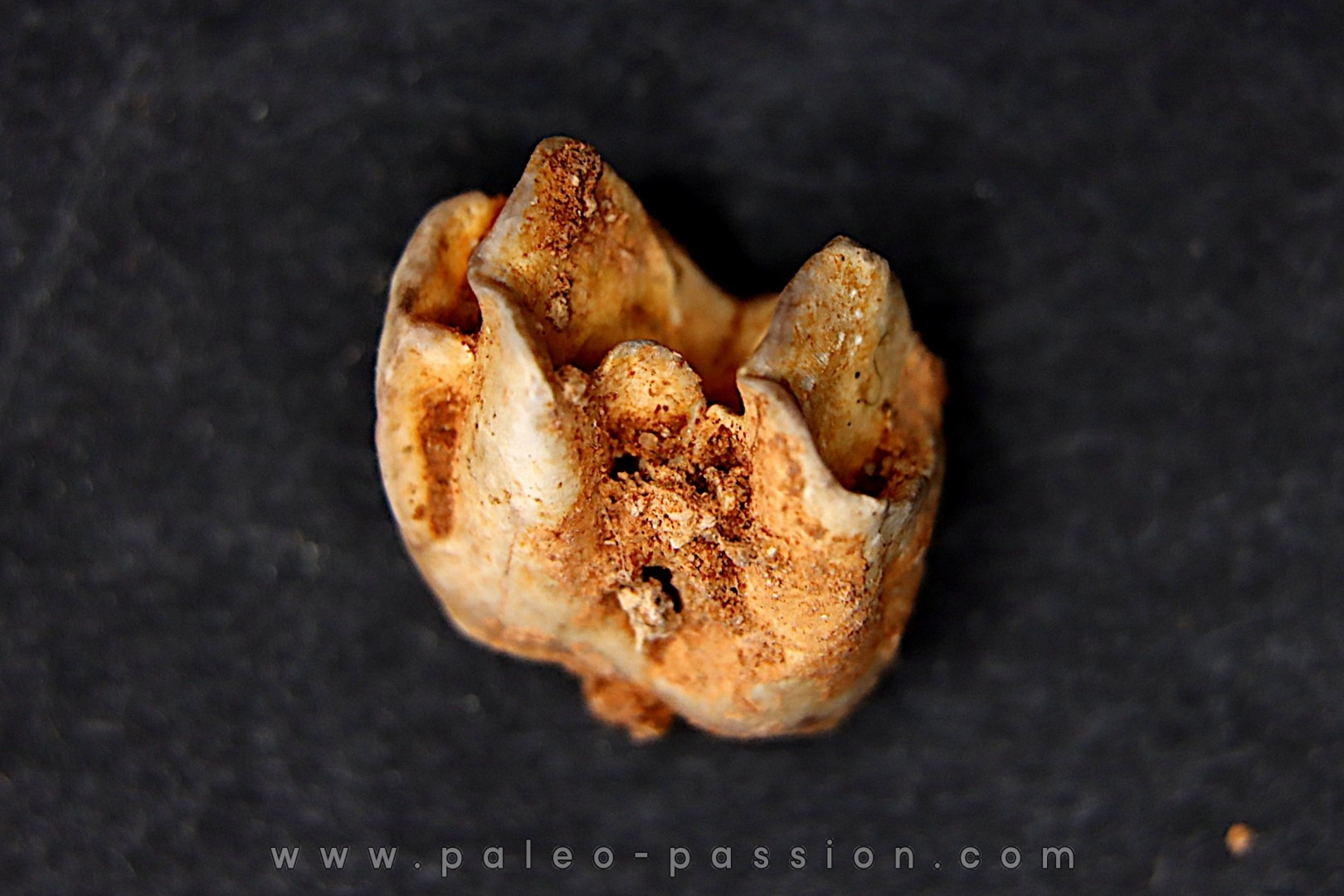 KANGAROO jaw: Macropus giganteus - Pleistocene - AUSTRALIA