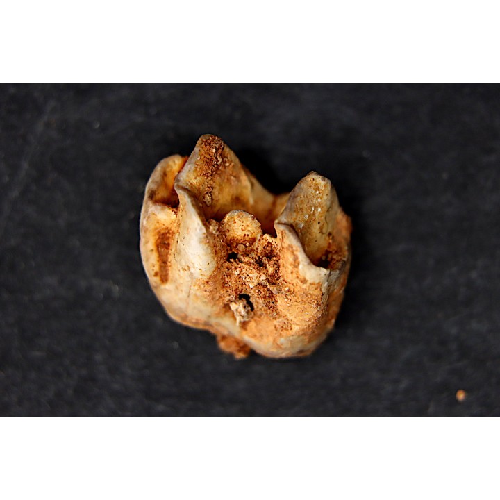KANGAROO jaw: Macropus giganteus - Pleistocene - AUSTRALIA