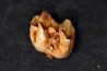 KANGAROO jaw: Macropus giganteus - Pleistocene - AUSTRALIA