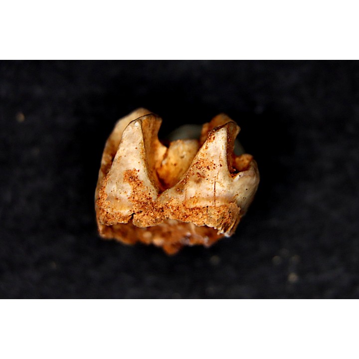 KANGAROO jaw: Macropus giganteus - Pléistocène - AUSTRALIE