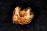 KANGAROO jaw: Macropus giganteus - Pléistocène - AUSTRALIE