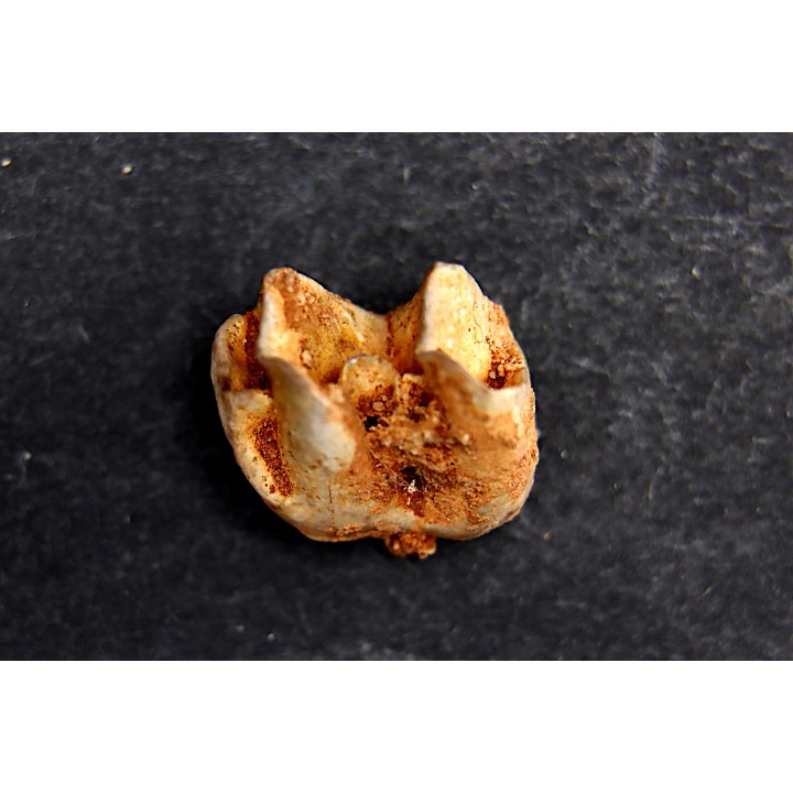 KANGAROO jaw: Macropus giganteus - Pleistocene - AUSTRALIA