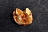 KANGAROO jaw: Macropus giganteus - Pleistocene - AUSTRALIA