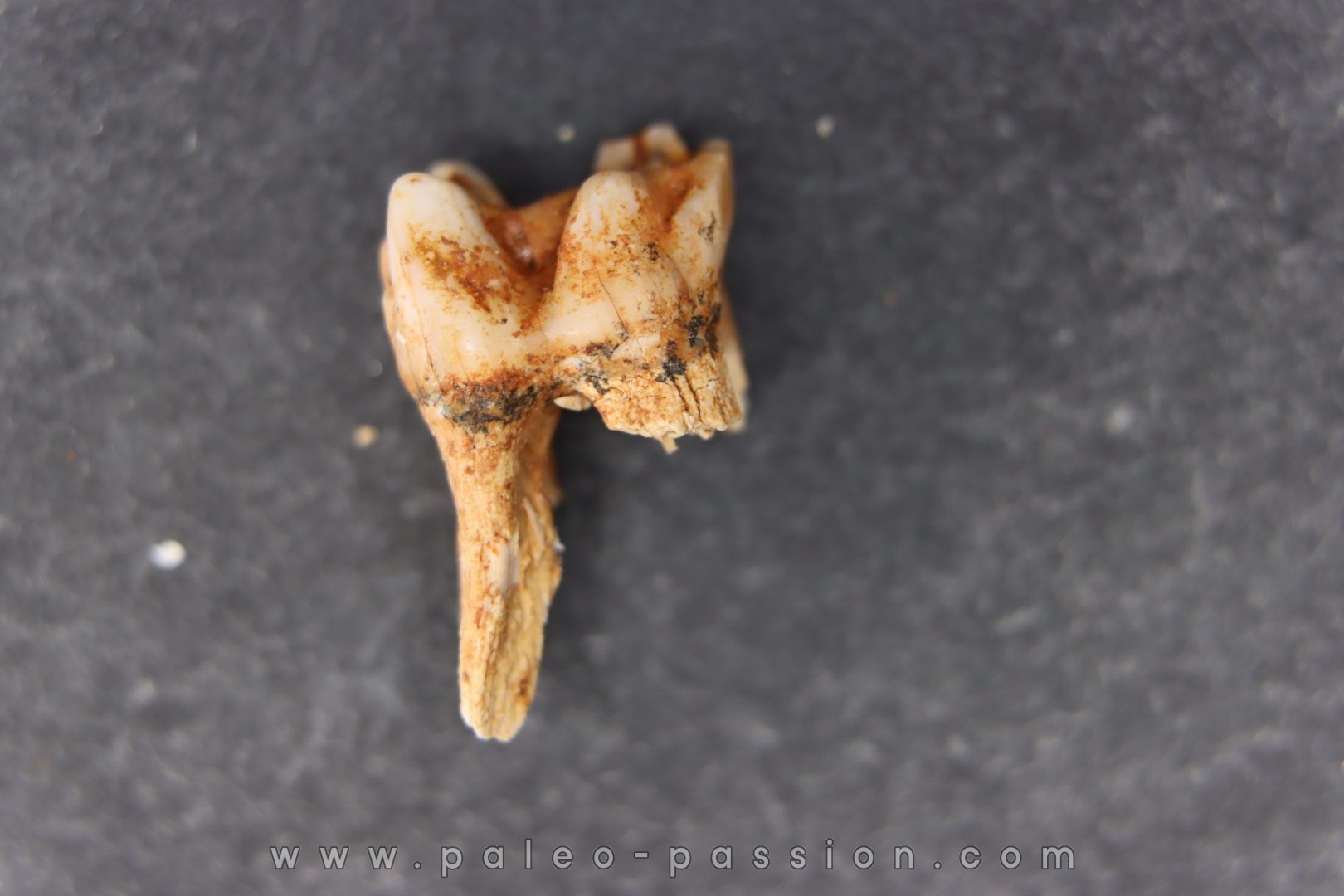 KANGAROO jaw: Macropus giganteus - Pleistocene - AUSTRALIA