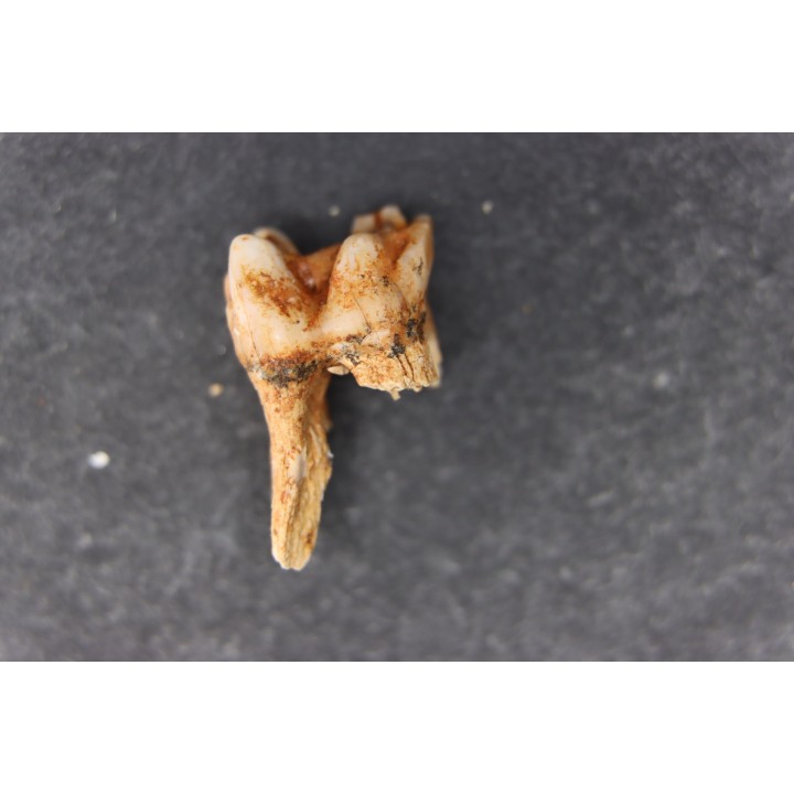 KANGAROO jaw: Macropus giganteus - Pleistocene - AUSTRALIA