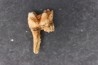 KANGAROO jaw: Macropus giganteus - Pleistocene - AUSTRALIA