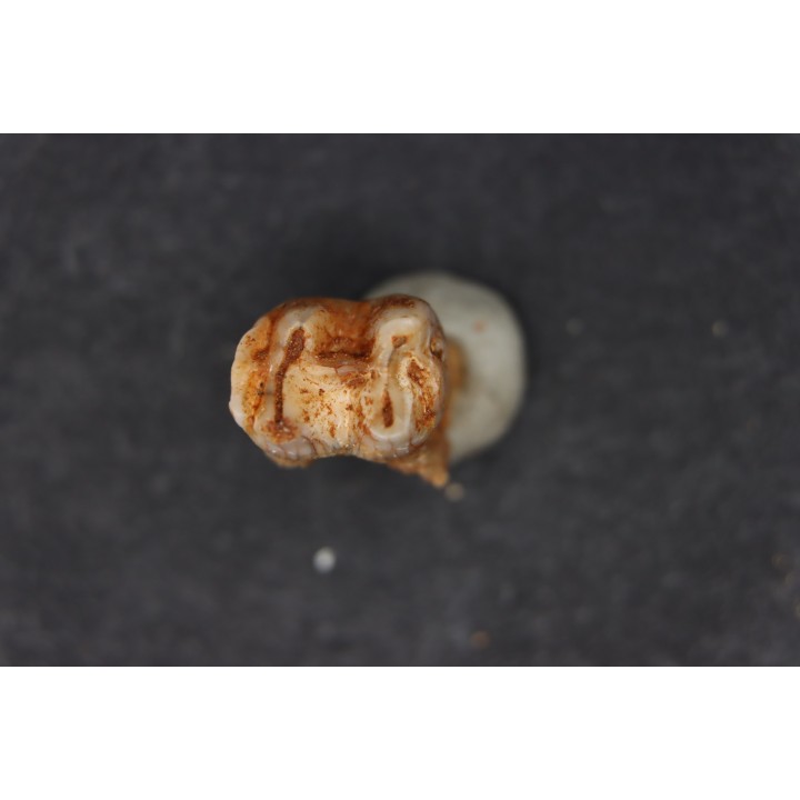 KANGAROO jaw: Macropus giganteus - Pléistocène - AUSTRALIE