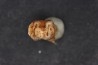 KANGAROO jaw: Macropus giganteus - Pleistocene - AUSTRALIA