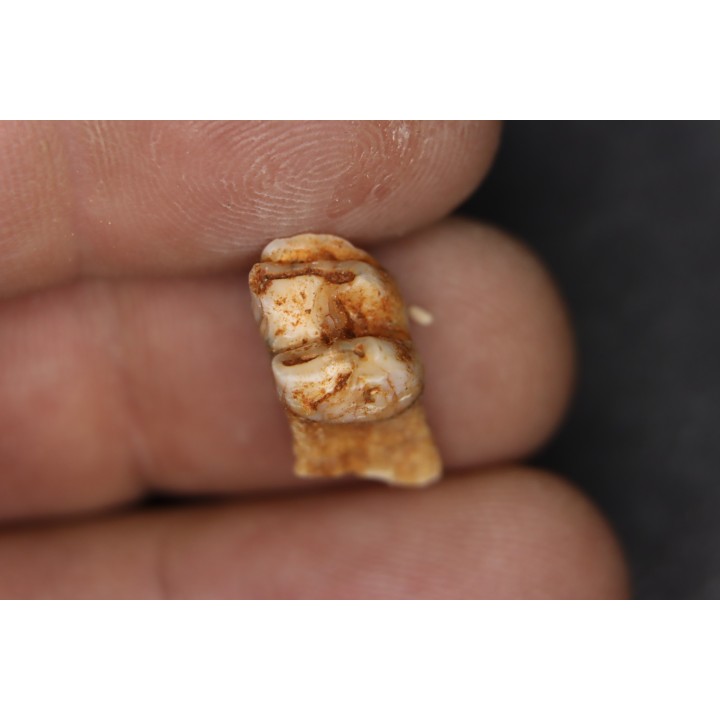 KANGAROO jaw: Macropus giganteus - Pléistocène - AUSTRALIE