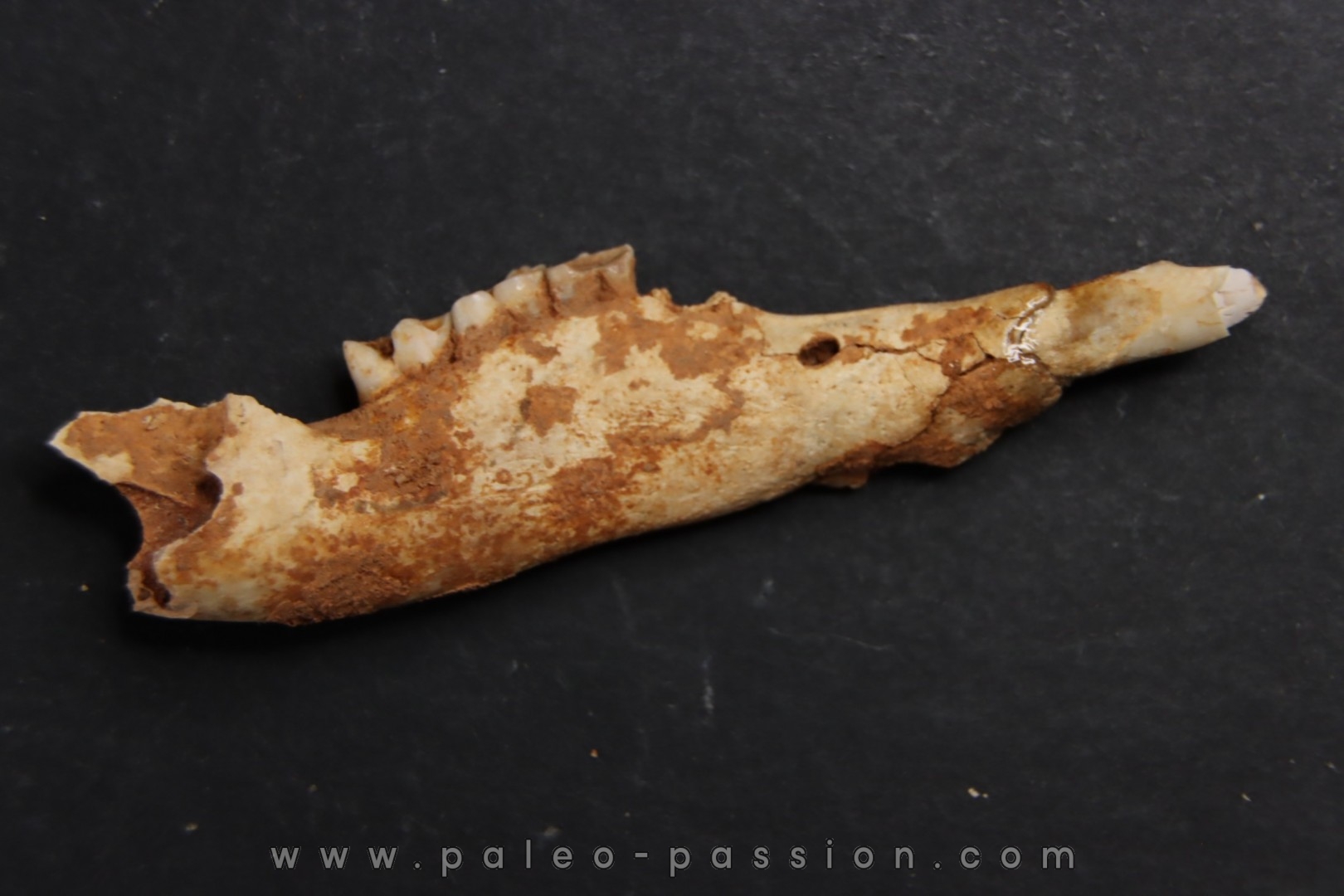 KANGAROO jaw: Macropus titan - Pléistocène - AUSTRALIE