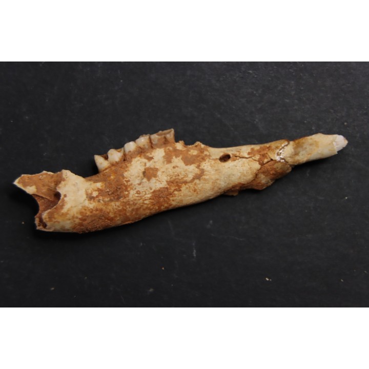 KANGAROO jaw: Macropus titan - Pleistocene - AUSTRALIA