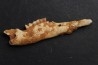 KANGAROO jaw: Macropus titan - Pleistocene - AUSTRALIA