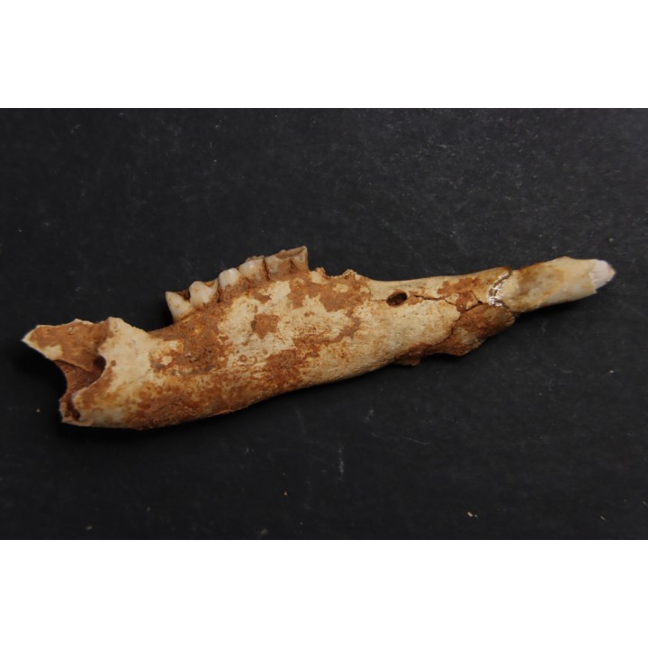 KANGAROO jaw: Macropus titan - Pléistocène - AUSTRALIE