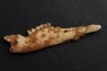KANGAROO jaw: Macropus titan - Pleistocene - AUSTRALIA