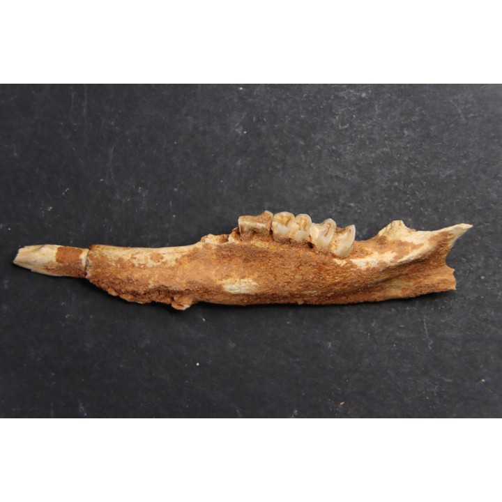 KANGAROO jaw: Macropus titan - Pleistocene - AUSTRALIA