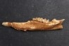 KANGAROO jaw: Macropus titan - Pleistocene - AUSTRALIA