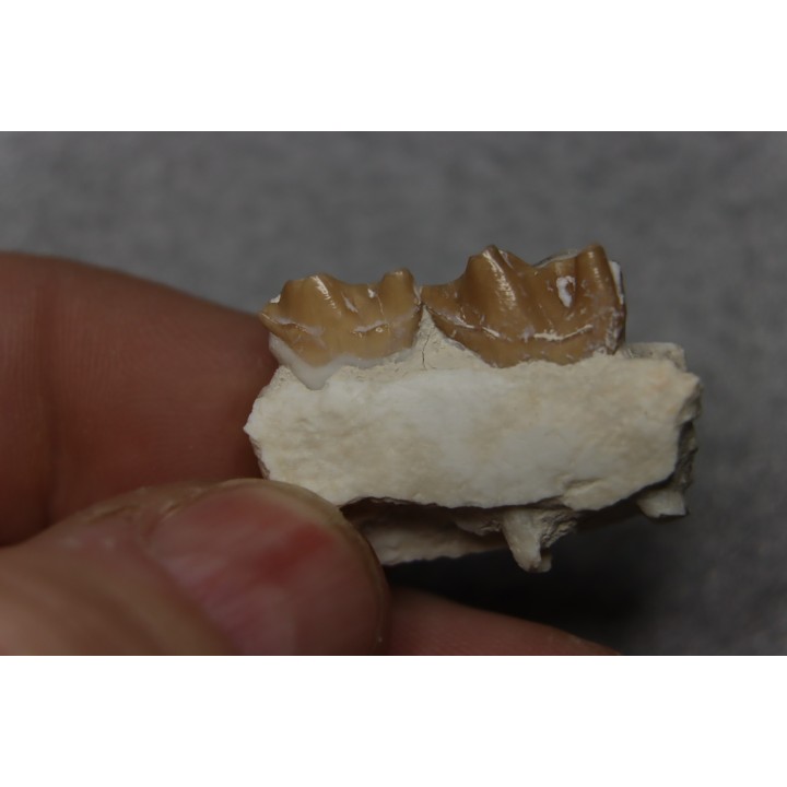 plagiolophus minor - Eocene - Dordogne - France
