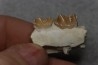 plagiolophus minor - Eocene - Dordogne - France