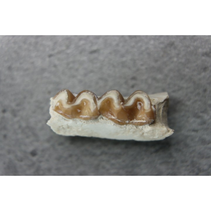 plagiolophus minor - Eocene - Dordogne - France