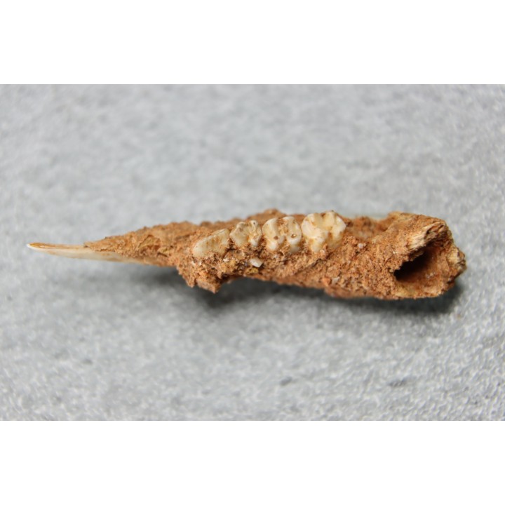 KANGAROO jaw: Lagorchestes conspicillatus - Pléistocène - AUSTRALIE