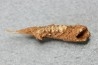 KANGAROO jaw: LAGORCHESTES sp. conspicillatus - Pleistocene - AUSTRALIA