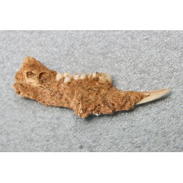 KANGAROO jaw: LAGORCHESTES sp. conspicillatus - Pleistocene - AUSTRALIA