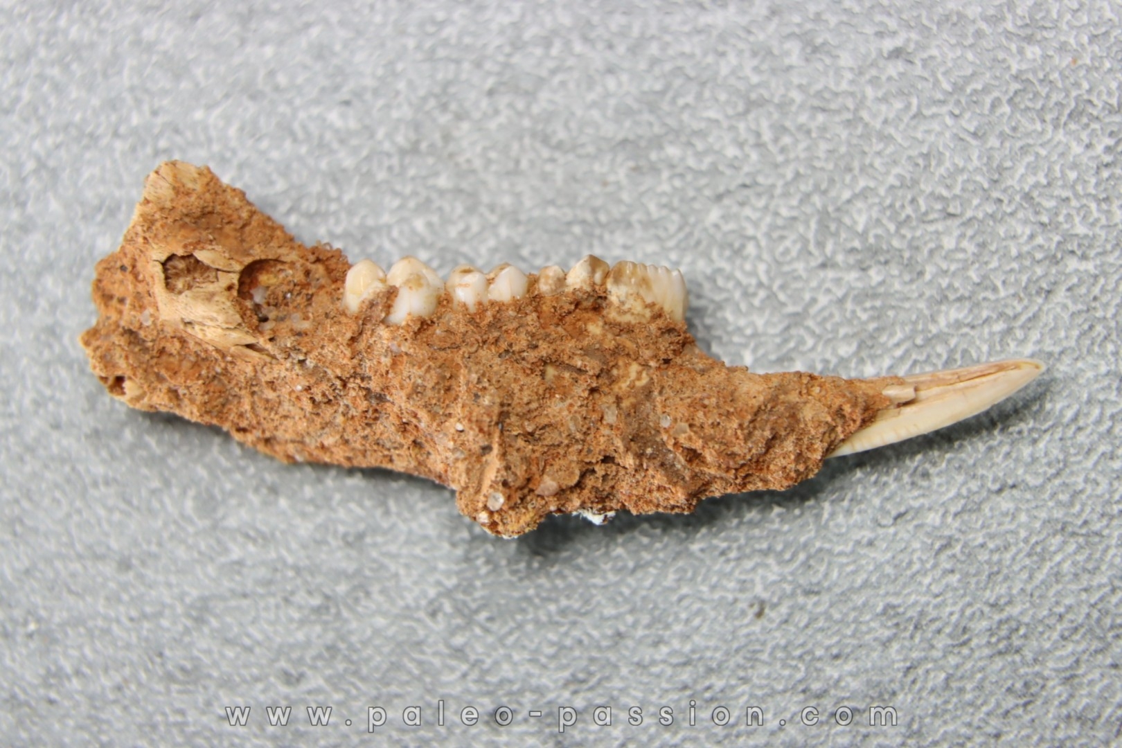 KANGAROO jaw: LAGORCHESTES sp. conspicillatus - Pleistocene - AUSTRALIA