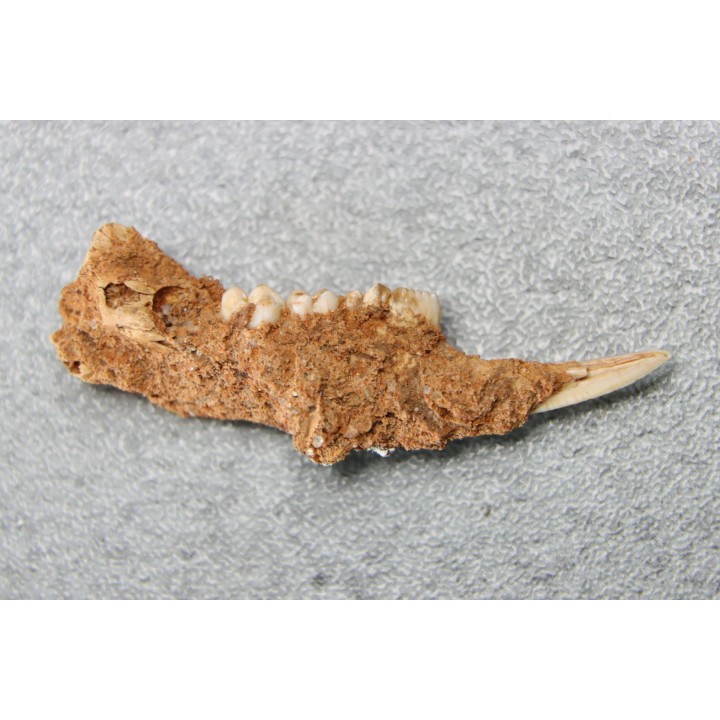 KANGAROO jaw: LAGORCHESTES sp. conspicillatus - Pleistocene - AUSTRALIA