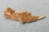 KANGAROO jaw: Lagorchestes conspicillatus - Pléistocène - AUSTRALIE