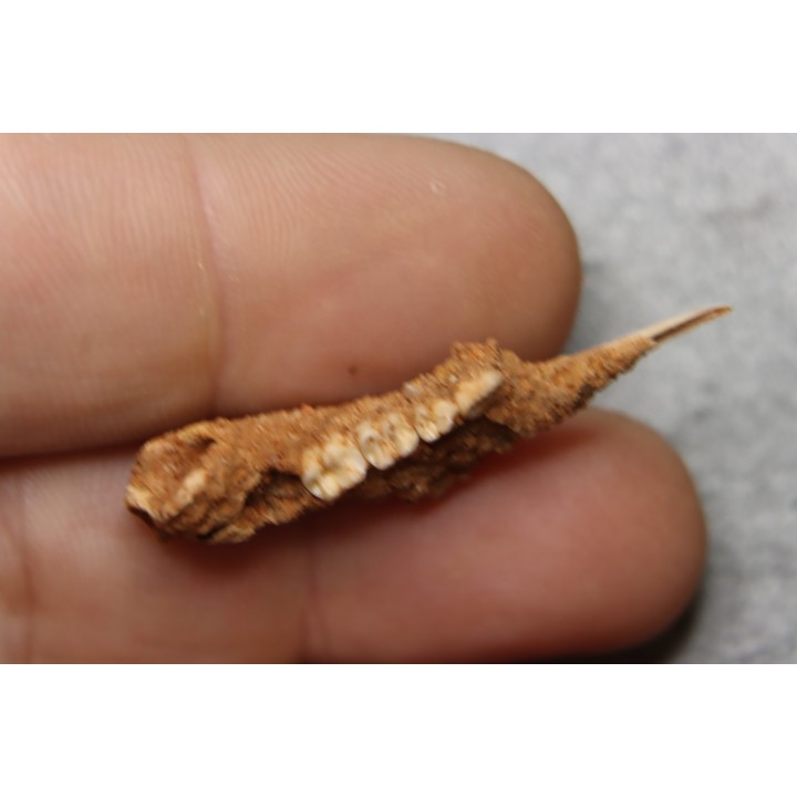 KANGAROO jaw: LAGORCHESTES sp. conspicillatus - Pleistocene - AUSTRALIA