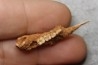 KANGAROO jaw: Lagorchestes conspicillatus - Pléistocène - AUSTRALIE