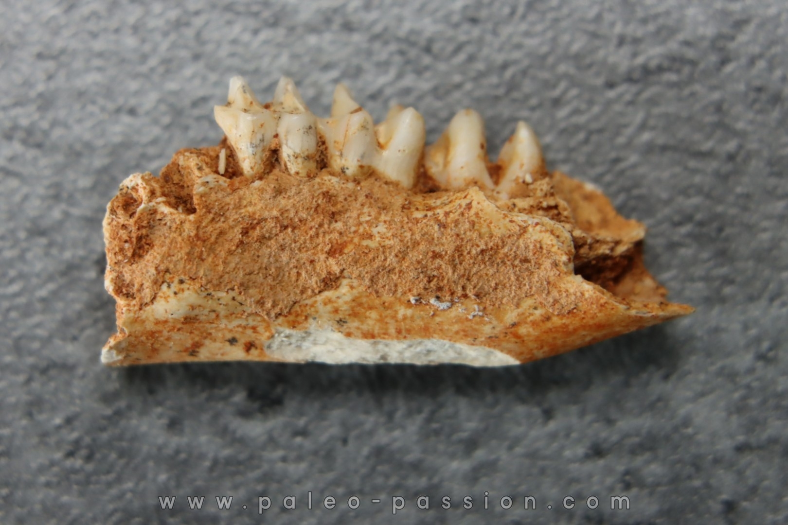 KANGAROO jaw: LAGORCHESTES sp. conspicillatus - Pleistocene - AUSTRALIA