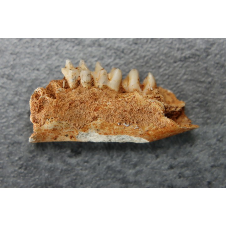 KANGAROO jaw: LAGORCHESTES sp. conspicillatus - Pleistocene - AUSTRALIA