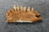 KANGAROO jaw: LAGORCHESTES sp. conspicillatus - Pleistocene - AUSTRALIA