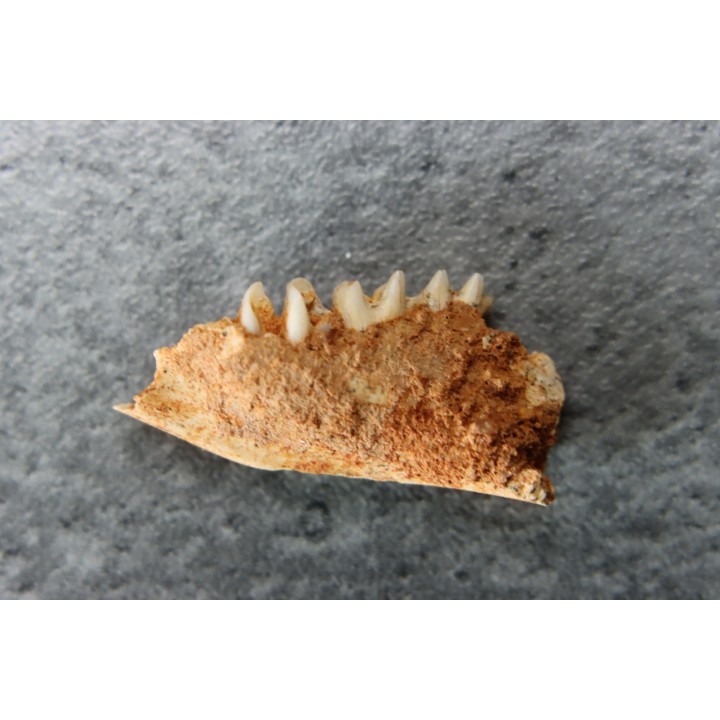 KANGAROO jaw: Lagorchestes conspicillatus - Pléistocène - AUSTRALIE