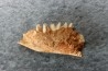 KANGAROO jaw: Lagorchestes conspicillatus - Pléistocène - AUSTRALIE
