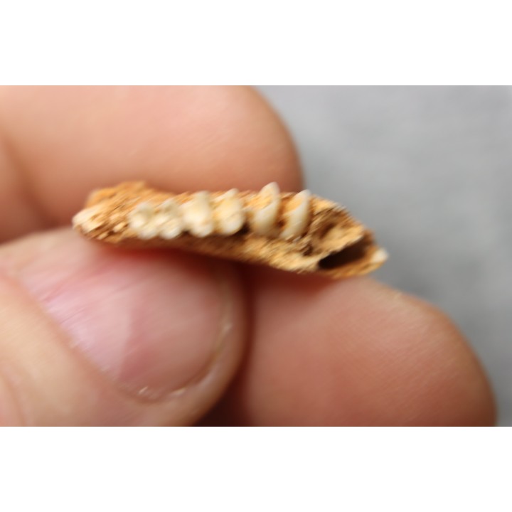 KANGAROO jaw: LAGORCHESTES sp. conspicillatus - Pleistocene - AUSTRALIA