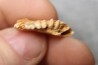 KANGAROO jaw: Lagorchestes conspicillatus - Pléistocène - AUSTRALIE
