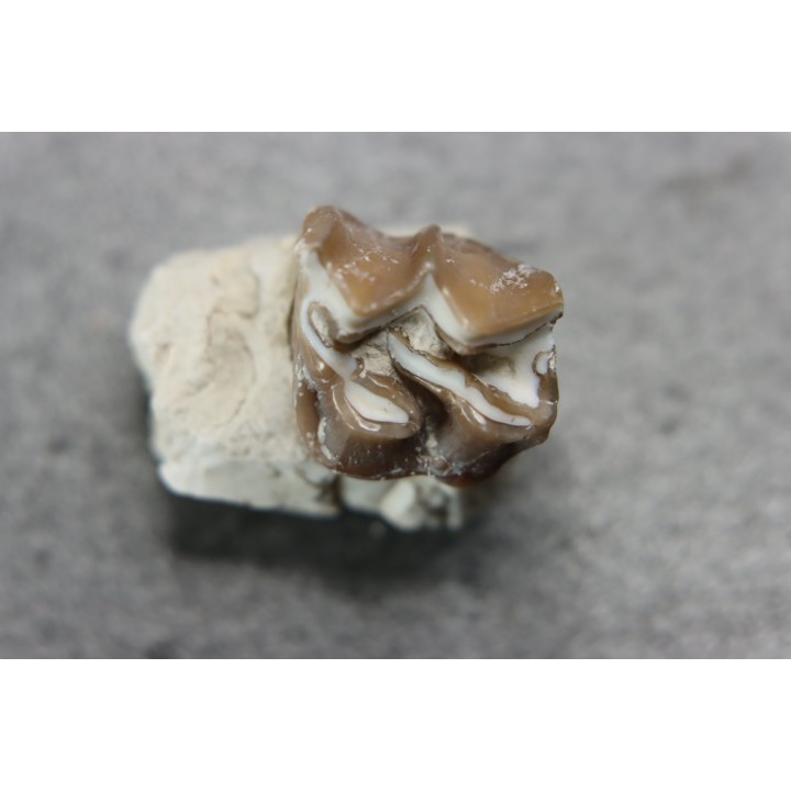 plagiolophus minor - Eocene - Dordogne - France
