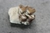 plagiolophus minor - Eocene - Dordogne - France
