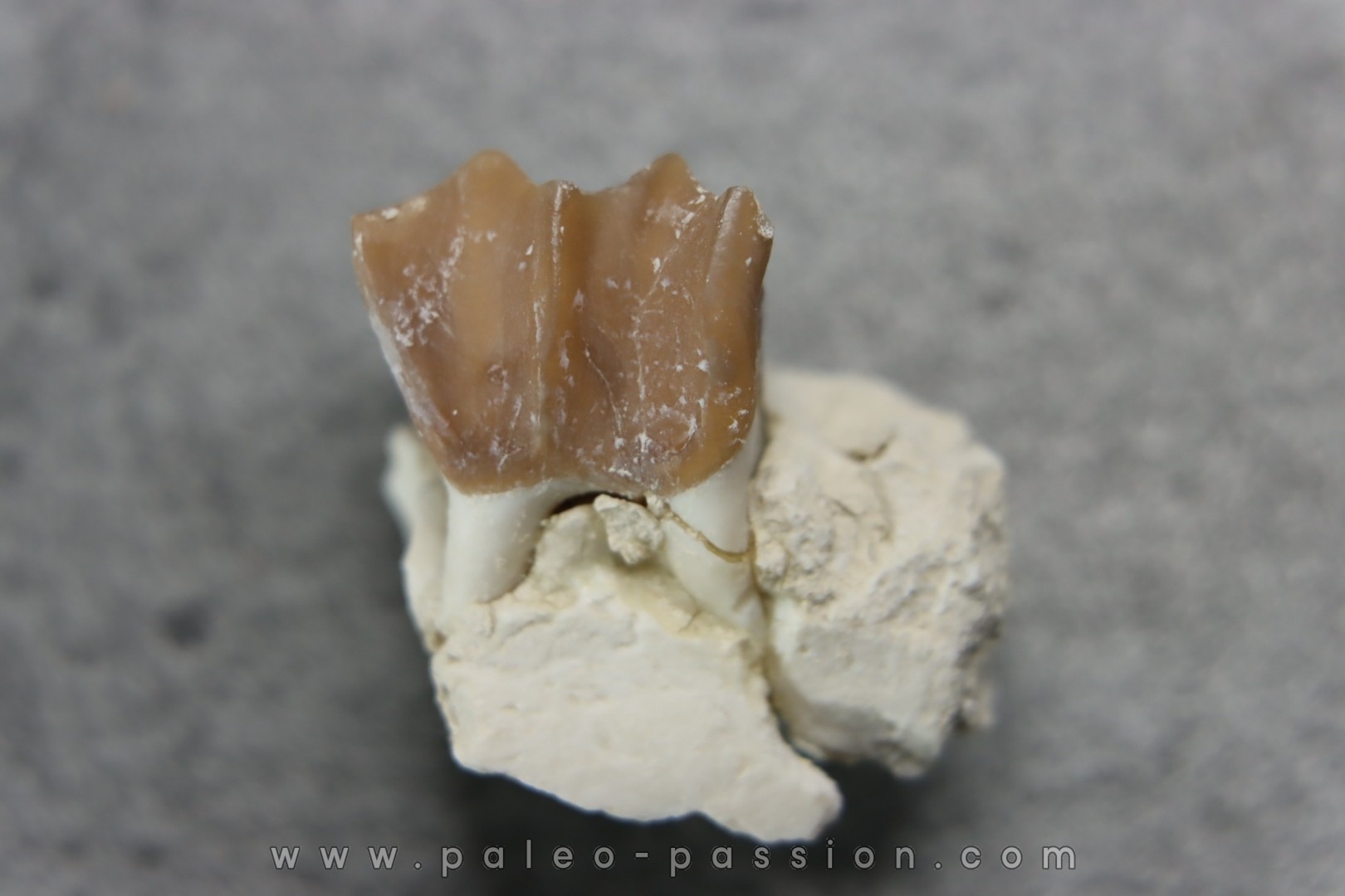 plagiolophus minor - Eocene - Dordogne - France