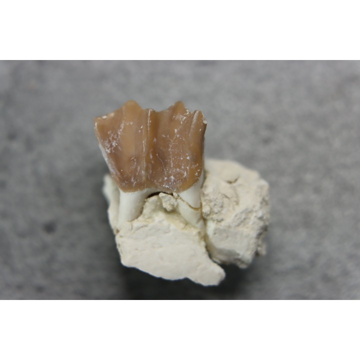 plagiolophus minor - Eocene - Dordogne - France